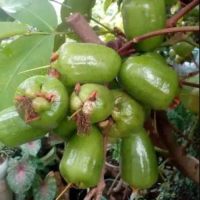 Bibit JAMBU AIR KIOJOK Pohon Tanaman Buah JAMBU AIR HIJAU MANIS cepat berbuah boleh COD