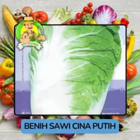 Jenis Benih Sayurn Sawi Bibit Sayuran Sawi Sawi Cina Putih
