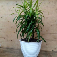 TANAMAN HIAS SUJI DAUN HIJAU/DAUN SUJI HIJAU