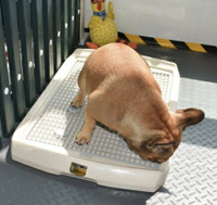 狗廁所平板尿尿盤寵物廁所可訓練狗狗便便盆軟網犬廁所好清洗-多尺寸【AAA3950】