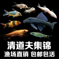 清道夫小型淡水清潔理魚缸吃便垃圾金苔鼠除藻熱帶工具魚