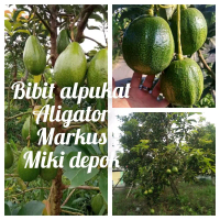 paket 3 bibit alpukat(aligator miki depok markus) hasil okulasi sambung pucuk