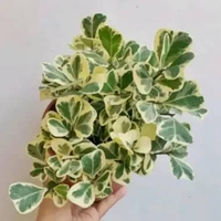 Tanaman hias beringin kupu kupu varigata