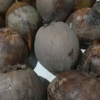 Buah kelapa tua