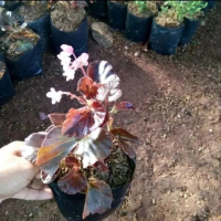 Tanaman hias begonia bunga - begonia - pohon gantung