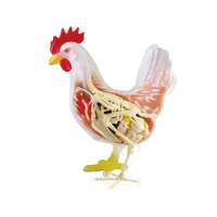 4D Vision Animal Chicken (Full Skeleton) Organs Anatomy Model 32 Parts Detachable Medical Classroom Supplies Teaching
