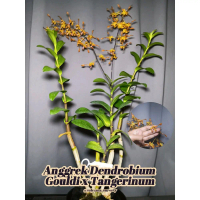 Anggrek Dendrobium Keriting Melintir - Gouldi x Tangerinum