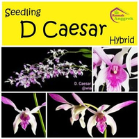Seedling Anggrek Dendrobium Caesar Hybrid dendro striaenopsis dan stratiotes pra remaja