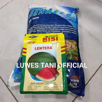Benih Bibit Semangka Non Biji Lentera F1 (Berbobot) Tahan Simpan isi 20 Gram Kadaluarsa 2026 Terbaru