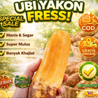 1 Kg Umbi Yacon asli Dieng wonosobo, manis super, Garansi