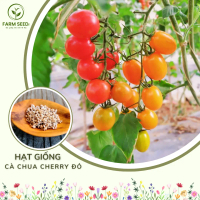 Hạt giống Cà Chua Cherry đỏ. Giống Cà Chua Bi Cherry đỏ dễ trồng, sinh trưởng tốt, năng suất cao, tr