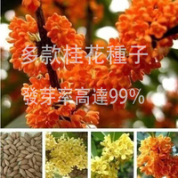 規劃種子當年新籽 四季桂八月桂金桂沉香桂花