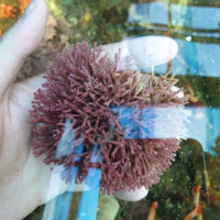 Macro algae ungu