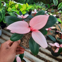 Philo Pink Congo Philodendron Congo Pink Tanaman Hias Philo Congo
