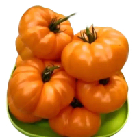 Biji benih tomat beefsteak jumbo amana orange