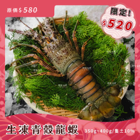 【阿家海鮮】頂級青殼生凍龍蝦350g~400g/尾