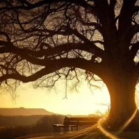 Setting Sun Beaming Around a Massive Oak Tree Art print Silk poster Home Wall Decor