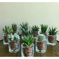 Terrarium Kaktus Sukulen Tanaman Hias Mini Dekorasi Hiasan Ruangan Meja Cactuse Succulent Tanaman Hi