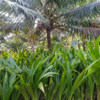 Bibit kelapa Hijau Genjah entok