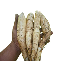 Umbi Garut Segar 1kg Herbal Lambung Khusus Besar