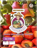 Bibit Premium Jambu Mete / Jambu Monyet Jambu Monyet|Benih Jambu Mete|Kacang Mede