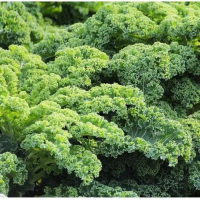 25 BENIH BIBIT KALE GRUNER / KALE KRITING IMPORT - BIBIT SAYURAN BENIH SELADA PAKCHOY BAYAM