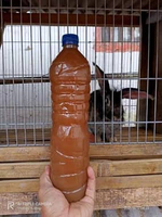 POC urine kelinci murni 1 liter