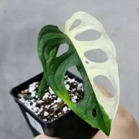 tanaman hias janda bolong varigata - monstera variegata
