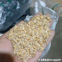 Gandum utuh Original 1 Kg