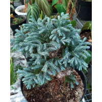 Bunga CEMARA SALJU - Tanaman Hias Hidup Daun Cemara Perak - Pohon Cemara Mini Salju - Cemara Salju -