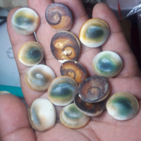 FOSIL KEONG KUL BUNTET ASLI BISA JALAN DI AIR CUKA