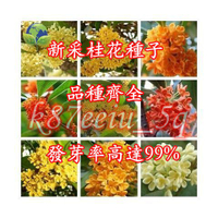 桂花 (種子) 金桂 丹桂 沈香桂 狀元紅 硃砂桂 四季桂花 低溫冷藏 沙藏5棵裝 (種子) 花卉 (種子)
