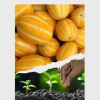 10 BUTIR BENIH MELON KOREA CHAMOE