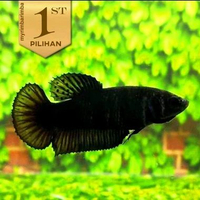 Cupang Betina Halfmoon Full Black Betina Ikan Hias Air Tawar Hiasan Aquarium Tanaman Aquascape