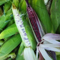 Jagung Ketan Batik dan Unggu 1kg Mix Bisa COD - Snack