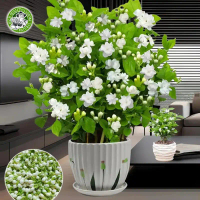 45เมล็ด/แพ็ค ต้นมะลิ เมล็ดพันธุ์ White Jasmine Seeds Flower Seeds Garden Decor Fragrant Flowering Pl
