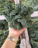 ผักเคลใบหยิก KALE (ผักคะน้าเคล)