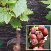 Bibit Tanaman Buah Pohon Anggur Everest Import Grafting Tinggi 20-45cm - Bibit Anggur Import - Bibit