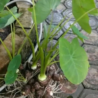 Bibit talas jepang siap tanam