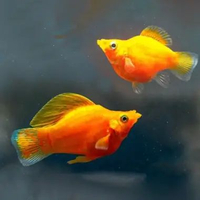 Molly Golden Balon / Ikan Hias Aquascape Air Tawar / Ikan Molly Balon dewasa