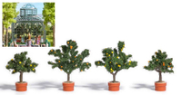 Mini 現貨 Busch 6619 HO規 Potted Citrus Trees 盆栽果樹.4棵