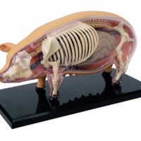 4D Vision Pig Organ Anatomy Model Animal Puzzle Toys for Kids and Medical Students Veterinary Teaching Model