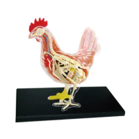 Red and White Chicken 4D Master Puzzle Assembling Toy Animal Biology Anatomical Teaching Model Anatomy