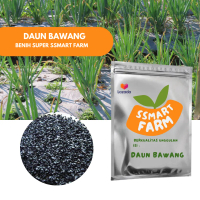 Benih BIJI BIBIT DAUN BAWANG Fragrant 25 Biji
