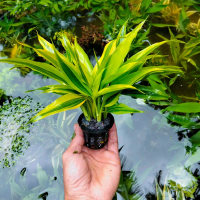 Tanaman Aquascape Hiasan aquarium bambu hoki kuning sudah dilengkapi dengan media tanam pot hitam