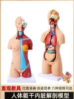 人體軀干拆卸拼裝人體模型結構骨骼器官內臟醫學解剖早教兒童玩具