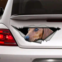 Tan dachshund sticker , Tan dachshund magnet, car sticker, pet sticker, car decal