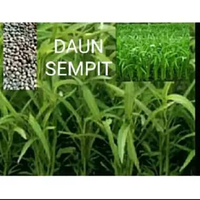 BIBIT KANGKUNG DAUN SEMPIT 1KG