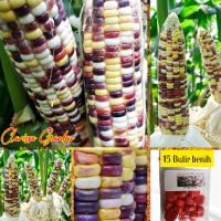 BIJI | BENIH JAGUNG PULUT PELANGI JUTAWAN F1 ( REPACK )