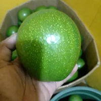 Alpukat mentega 1 kg